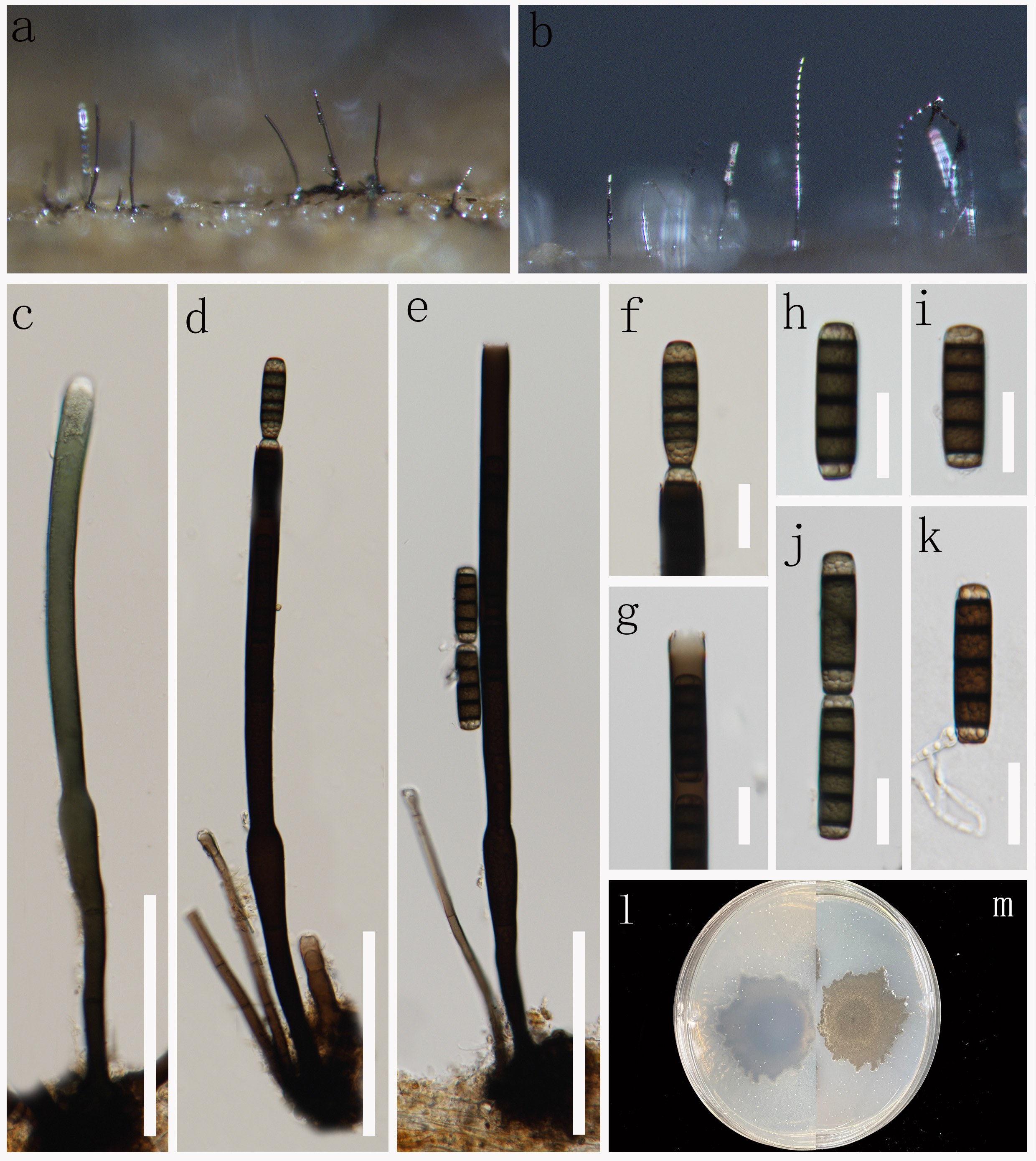 Figure 40